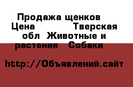 Продажа щенков  › Цена ­ 8 000 - Тверская обл. Животные и растения » Собаки   